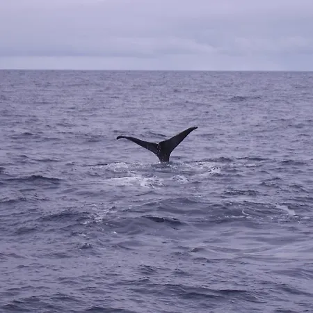 Holmvik Brygge Gæstehus Nyksund