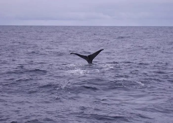 Holmvik Brygge בית הארחה Nyksund